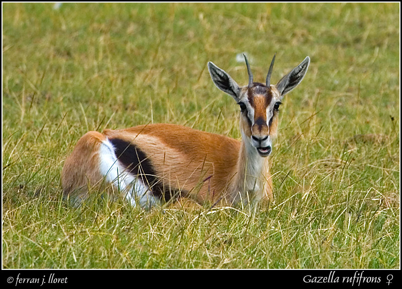 grey and red gazelles